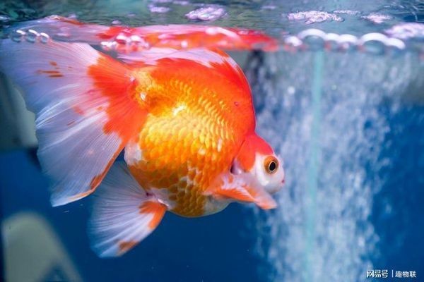 大蘇打魚缸放多少鹽最好：關于魚缸加鹽的最佳實踐