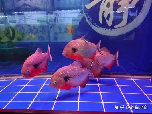 大蘇打魚缸放多少鹽最好：關于魚缸加鹽的最佳實踐