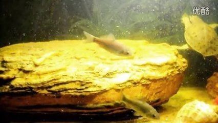 白條魚在魚缸怎么養