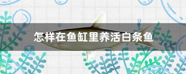白條魚在魚缸怎么養