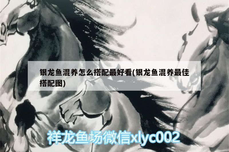 銀龍魚混養怎么搭配最好看(銀龍魚混養最佳搭配圖)
