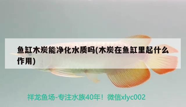魚缸木炭能凈化水質(zhì)嗎(木炭在魚缸里起什么作用)