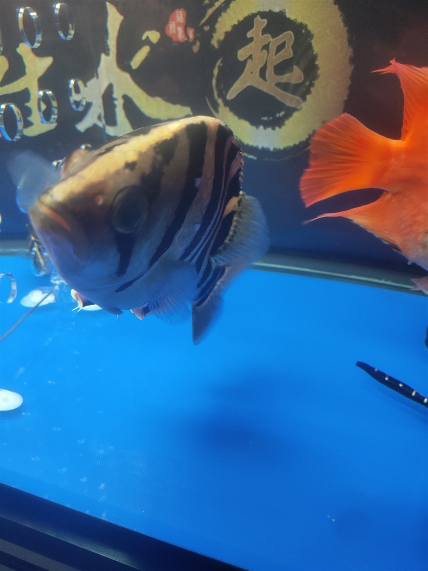 請問虎魚身上這兩處透明鱗片是怎么回事？
