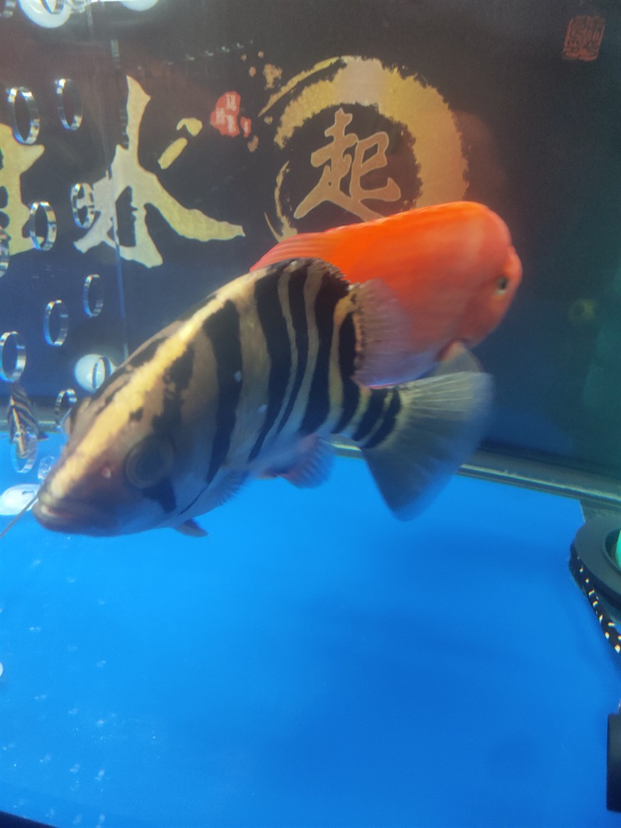 請問虎魚身上這兩處透明鱗片是怎么回事？