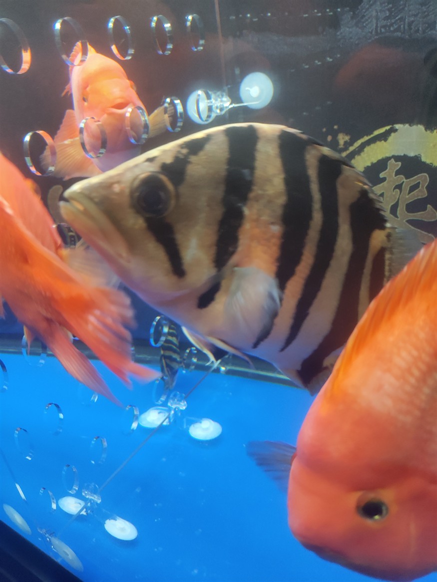 請問虎魚身上這兩處透明鱗片是怎么回事？