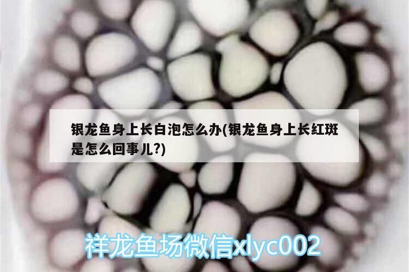 銀龍魚身上長(zhǎng)白泡怎么辦(銀龍魚身上長(zhǎng)紅斑是怎么回事兒?)