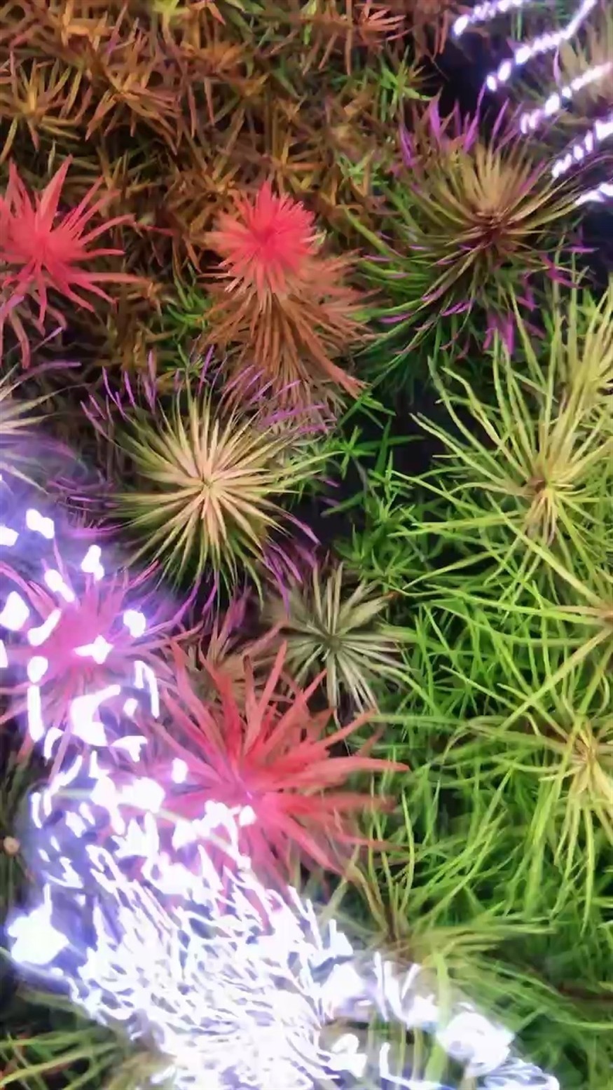 水草