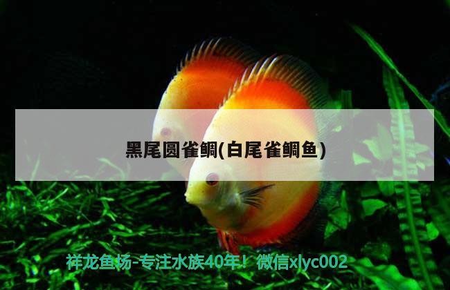黑尾圓雀鯛(白尾雀鯛魚(yú))