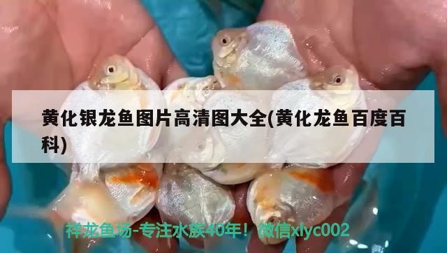 龍魚(yú)換季期間不吃食怎么辦？（魚(yú)在換季期間可能會(huì)出現(xiàn)食欲下降的情況，以下應(yīng)對(duì)策略）