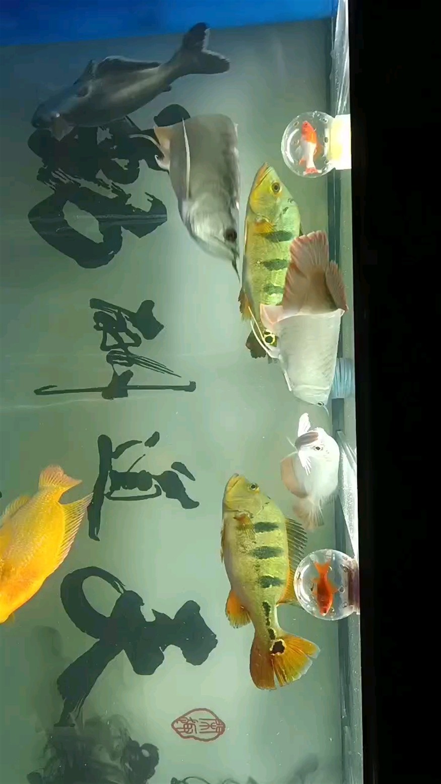 希望不要被打掉鱗