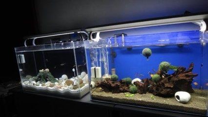 玻璃魚缸水垢如何快速去除：如何快速有效的去除玻璃魚缸水垢