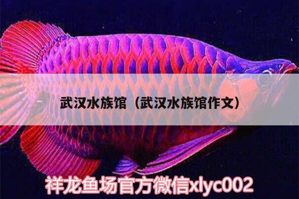 魚缸過濾器選購指南:自制魚缸過濾器魚缸上置過濾器對于養(yǎng)魚愛好者的必備知識 武漢水族館(武漢水族館作文) 虎魚百科 武漢水族館(武漢水族館作文) 武漢水族館(武漢水族館作文) 虎魚百科