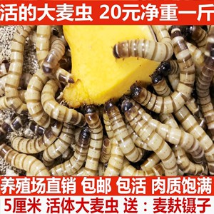 紅龍魚缸背景顏色怎么選的（紅龍魚缸背景顏色怎么選的好）
