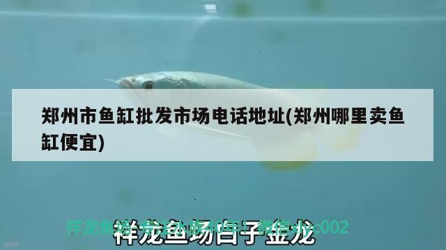 鄭州市魚缸批發(fā)市場電話地址(鄭州哪里賣魚缸便宜)