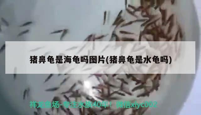 豬鼻龜是海龜嗎圖片(豬鼻龜是水龜嗎)