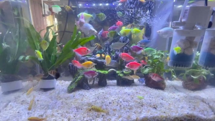 額濟(jì)納旗浩浩水族館（額濟(jì)納旗浩浩水族館電話）