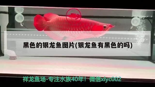 黑色的銀龍魚圖片(銀龍魚有黑色的嗎)