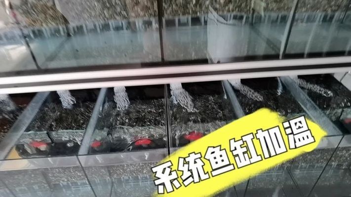 龍魚虎魚混養小時候喂什么飼料比較好（龍魚虎魚混養小時候喂什么飼料比較好養）