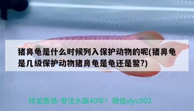 豬鼻龜是什么時候列入保護動物的呢(豬鼻龜是幾級保護動物豬鼻龜是龜還是鱉?)