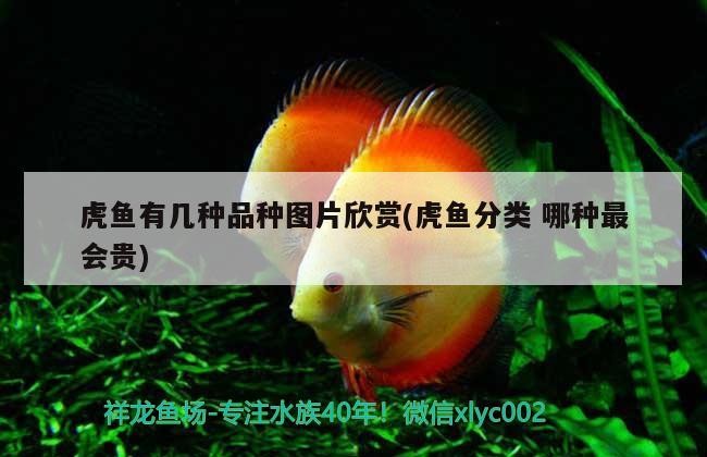 虎魚有幾種品種圖片欣賞(虎魚分類哪種最會貴)