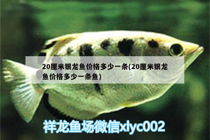 20厘米銀龍魚價格多少一條(20厘米銀龍魚價格多少一條魚)