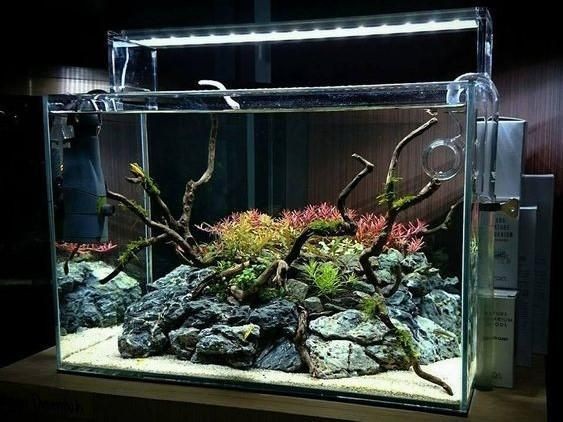 成品魚缸上濾改造草缸好嗎：成品魚缸上濾改造草缸上濾改造草缸的優缺點和缺點