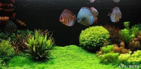 成品魚缸上濾改造草缸好嗎：成品魚缸上濾改造草缸上濾改造草缸的優缺點和缺點
