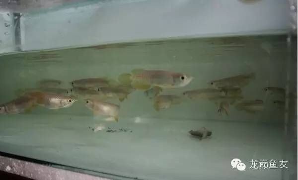 龍魚泛白是什么原因