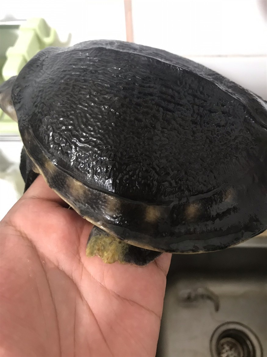 豬鼻龜病了