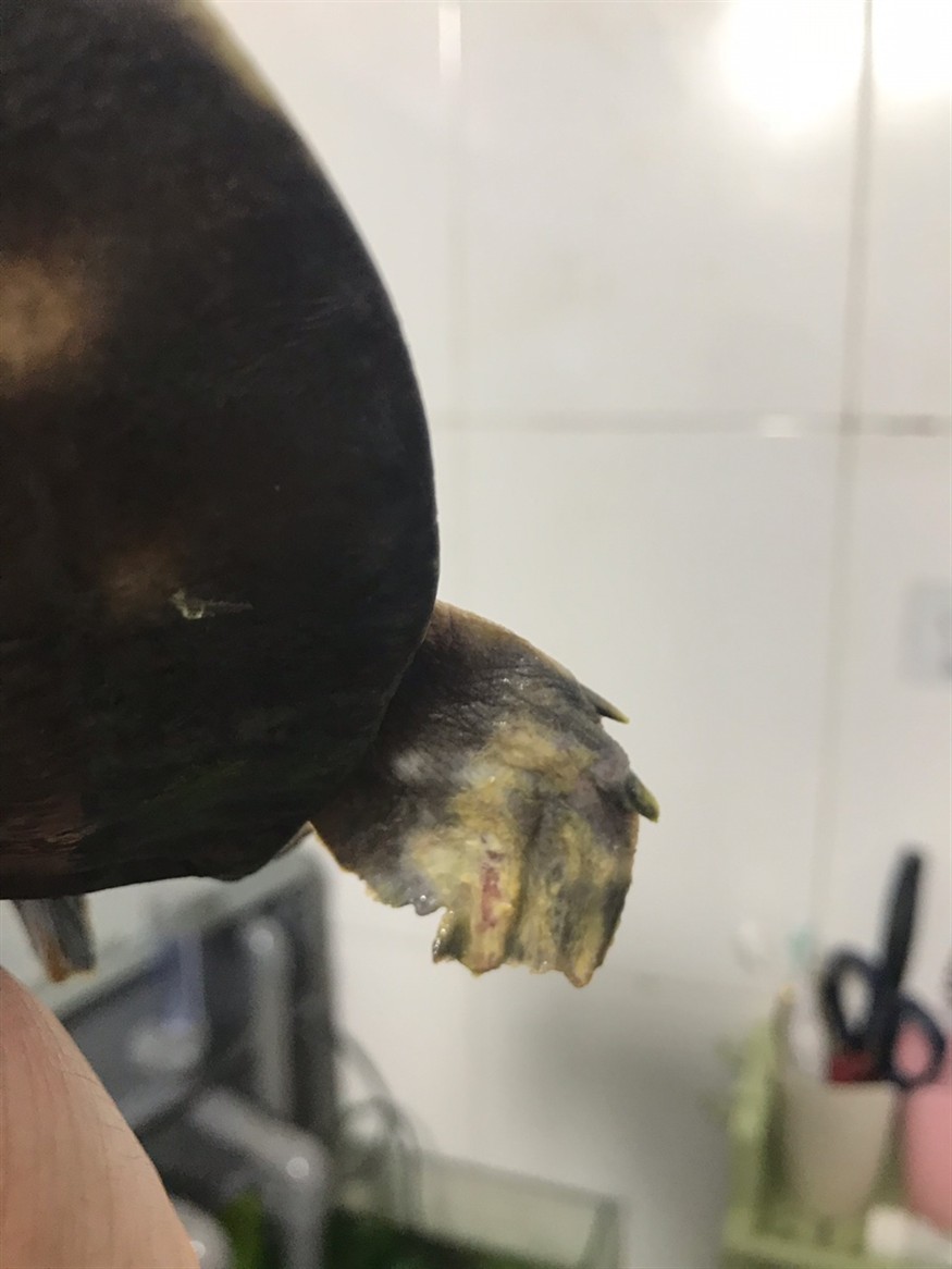 緬甸雷龍魚供應商排名(印度雷龍魚批發)