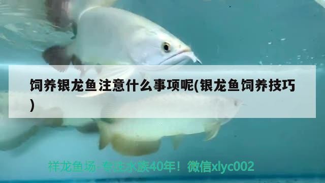 飼養(yǎng)銀龍魚注意什么事項(xiàng)呢(銀龍魚飼養(yǎng)技巧)