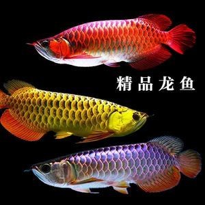 東營區馨園水族店（東營區馨園水族店電話）