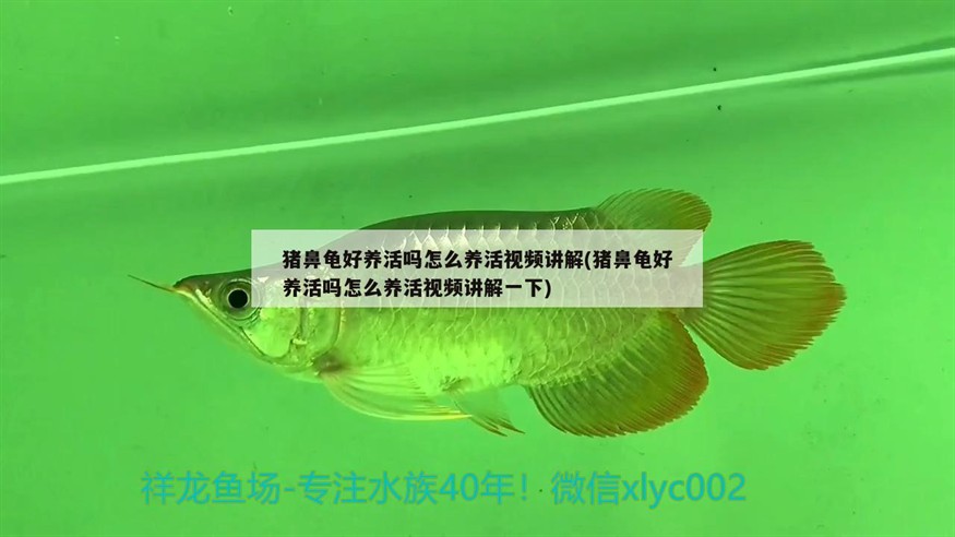 豬鼻龜好養活嗎怎么養活視頻講解(豬鼻龜好養活嗎怎么養活視頻講解一下)