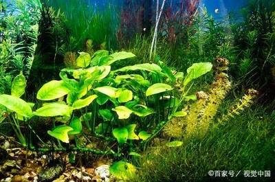 大魚缸魚便便怎么清理視頻：如何清理大魚缸中的糞便