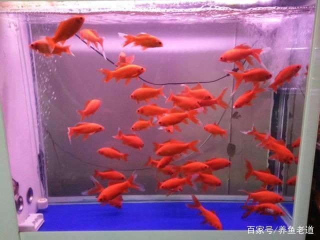 不用加熱的冷水魚缸