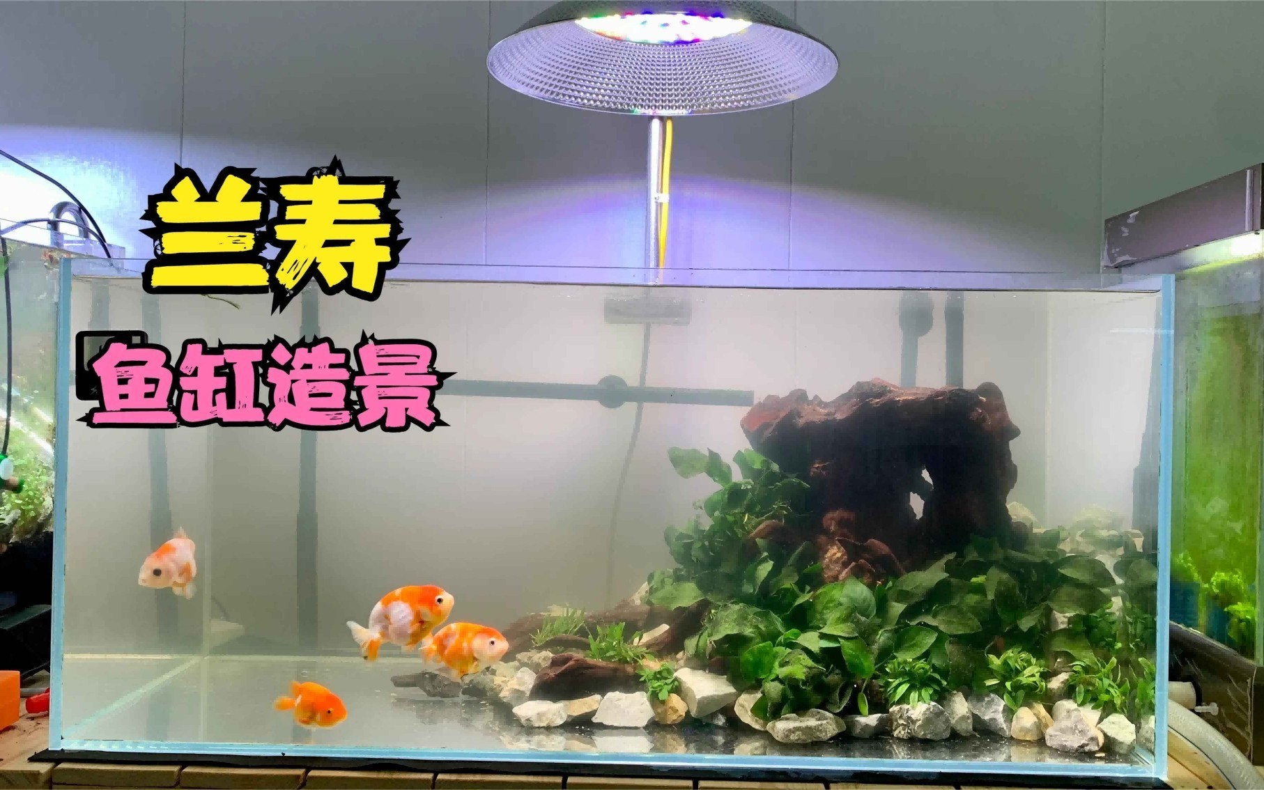 多大的魚缸適合養蘭壽：養蘭壽金魚用什么魚缸