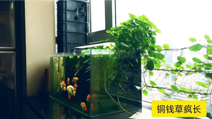 多大的魚缸適合養蘭壽：養蘭壽金魚用什么魚缸