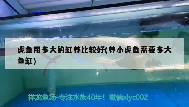 虎魚用多大的缸養(yǎng)比較好(養(yǎng)小虎魚需要多大魚缸)