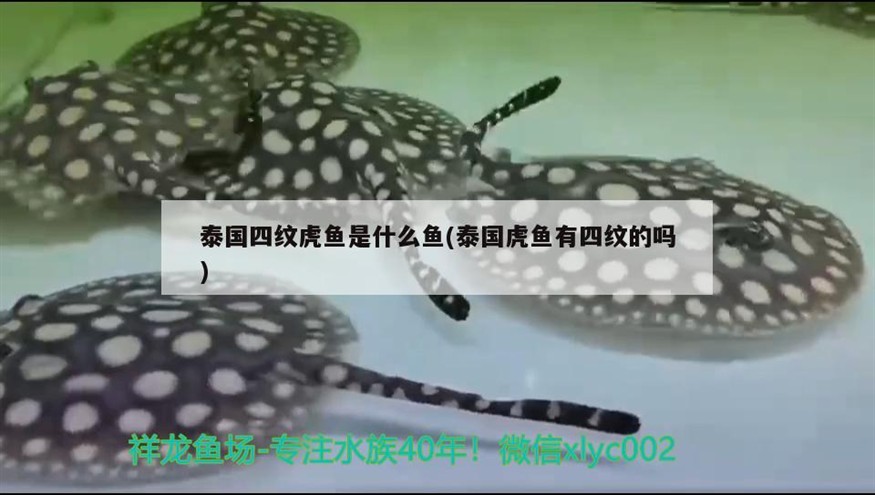 泰國四紋虎魚是什么魚(泰國虎魚有四紋的嗎)