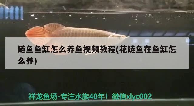武侯區新水族玻璃制品經營部（武侯區新水族玻璃制品經營部地址） 武侯區新水族玻璃制品經營部（武侯區新水族玻璃制品經營部地址） 全國水族館企業名錄 第2張