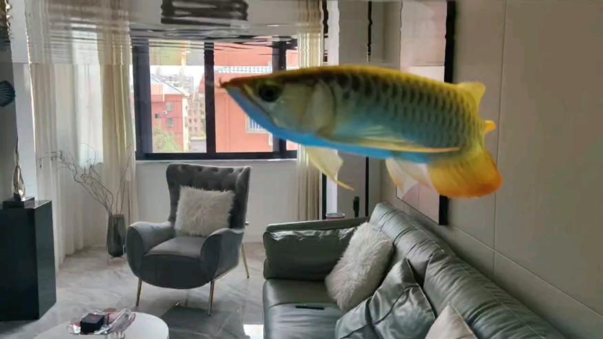 小波波入缸100天了，雖然有點掉眼，但已經開始發色，健康長大就好[huaixiao][huaixiao][huaixiao]