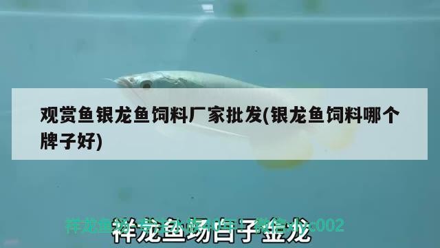觀賞魚銀龍魚飼料廠家批發(銀龍魚飼料哪個牌子好)