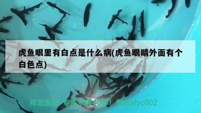 虎魚(yú)眼里有白點(diǎn)是什么病(虎魚(yú)眼睛外面有個(gè)白色點(diǎn))