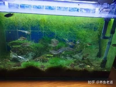 除魚缸青苔的魚有哪些：清除魚缸青苔的方法