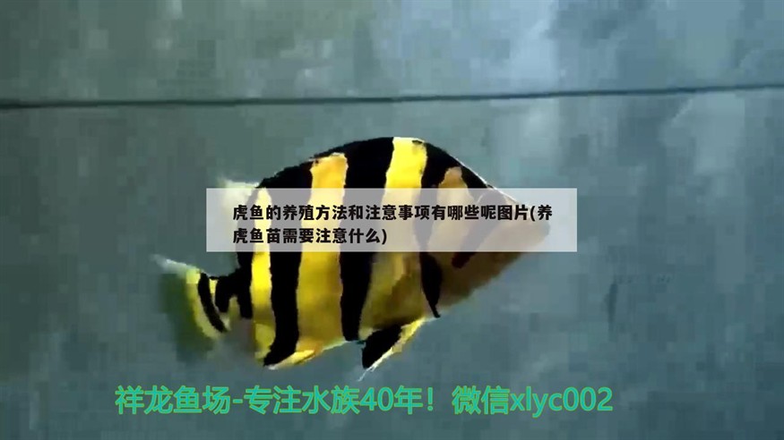 虎魚的養殖方法和注意事項有哪些呢圖片(養虎魚苗需要注意什么)