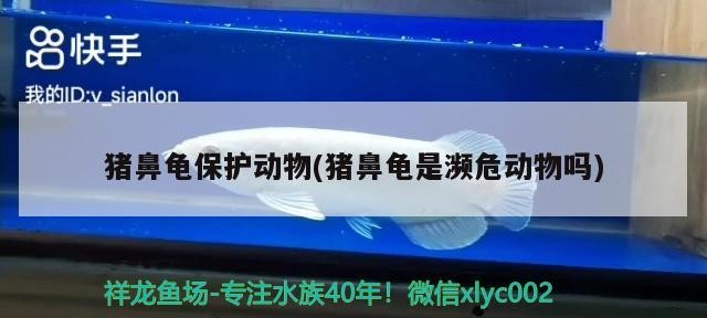 豬鼻龜保護動物(豬鼻龜是瀕危動物嗎)