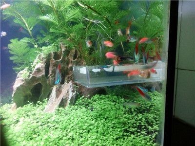 大型魚缸用什么膠：粘接大型魚缸的幾種膠水