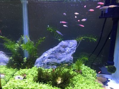 大型魚缸用什么膠：粘接大型魚缸的幾種膠水