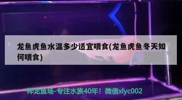 魚缸過濾器選購指南:自制魚缸過濾器魚缸上置過濾器對于養魚愛好者的必備知識 龍魚虎魚水溫多少適宜喂食(龍魚虎魚冬天如何喂食) 虎魚百科 龍魚虎魚水溫多少適宜喂食(龍魚虎魚冬天如何喂食) 龍魚虎魚水溫多少適宜喂食(龍魚虎魚冬天如何喂食) 虎魚百科