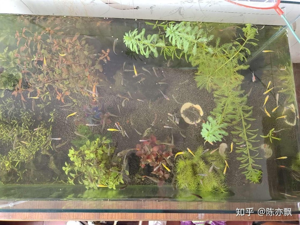 大魚缸如何清理魚糞便：如何清理大魚缸中的魚糞便